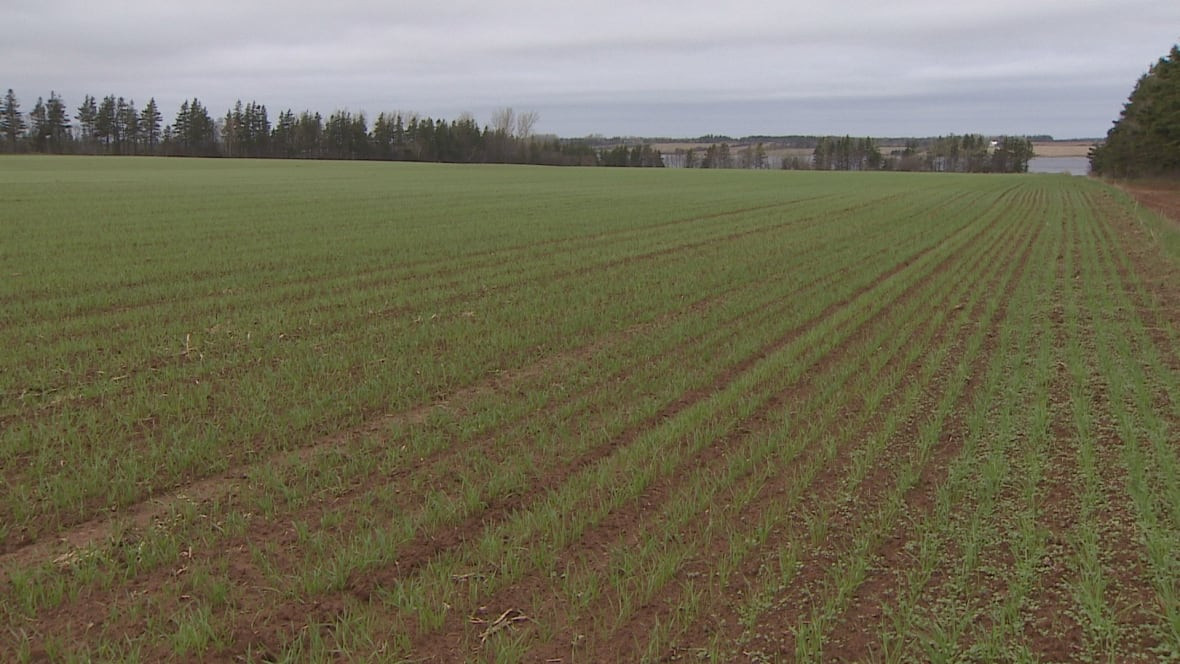 Soggy Potato Games
 Sick crops P E I plant disease lab now accepting samples