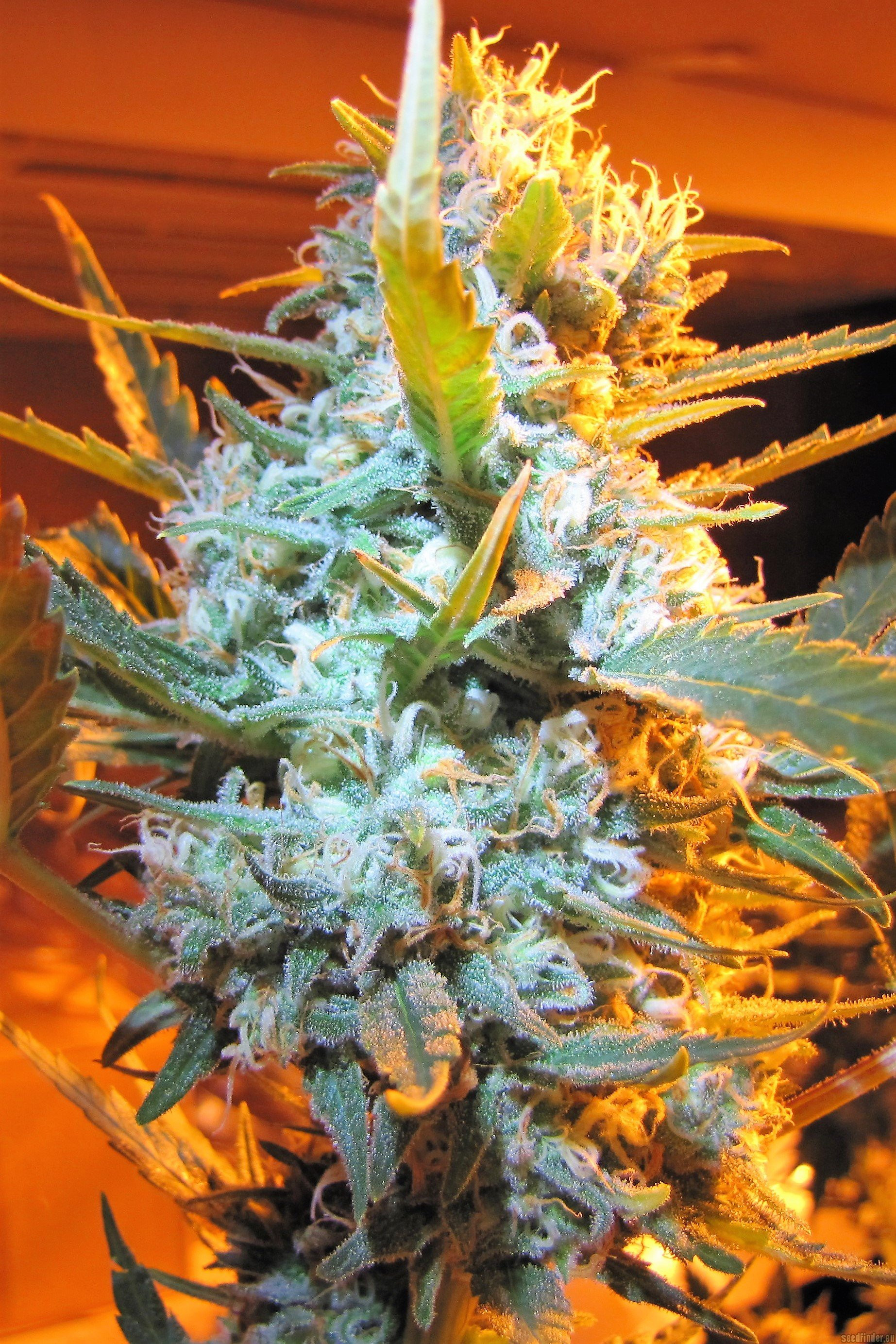 Strawberry Shortcake Strain
 Strawberry Cheesecake by Heavyweight Seeds SeedFinder