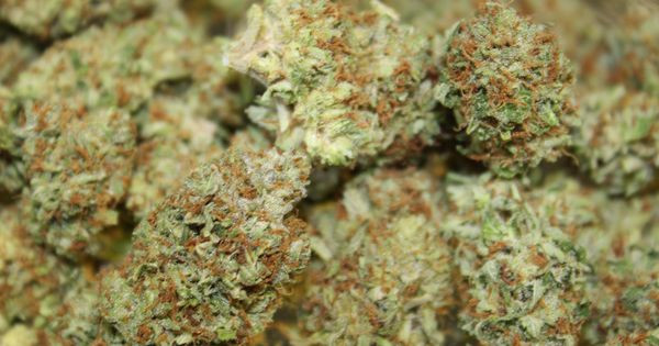 Strawberry Shortcake Strain
 STRAWBERRY SHORTCAKE Vary rare strain OHM