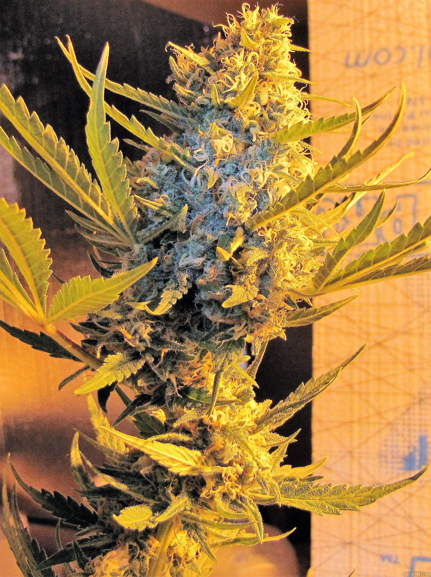 Strawberry Shortcake Strain
 Strain Gallery Strawberry Cheesecake Heavyweight Seeds