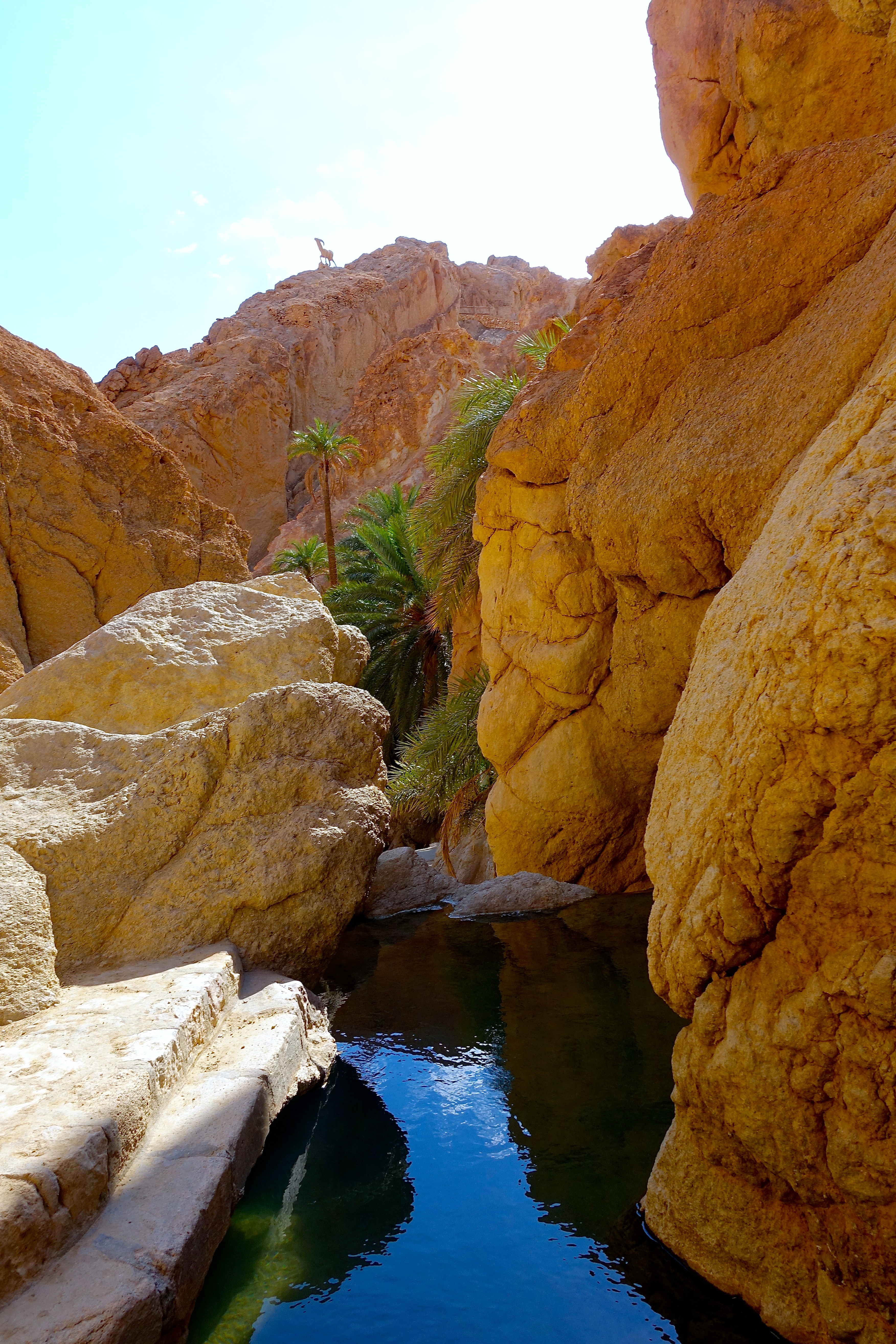 Streams In The Dessert
 Streams in the desert Tunisian wilderness finding a