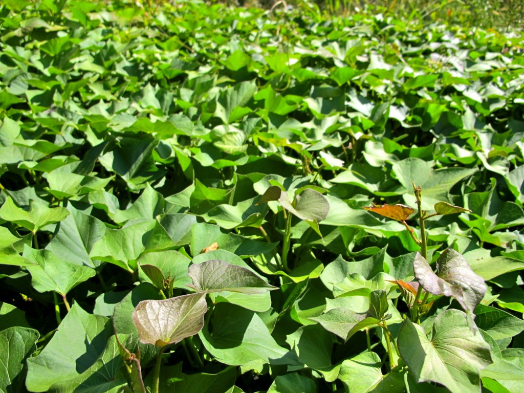 Sweet Potato Plant
 How to Grow Harvest and Store Sweet Potatoes The Free