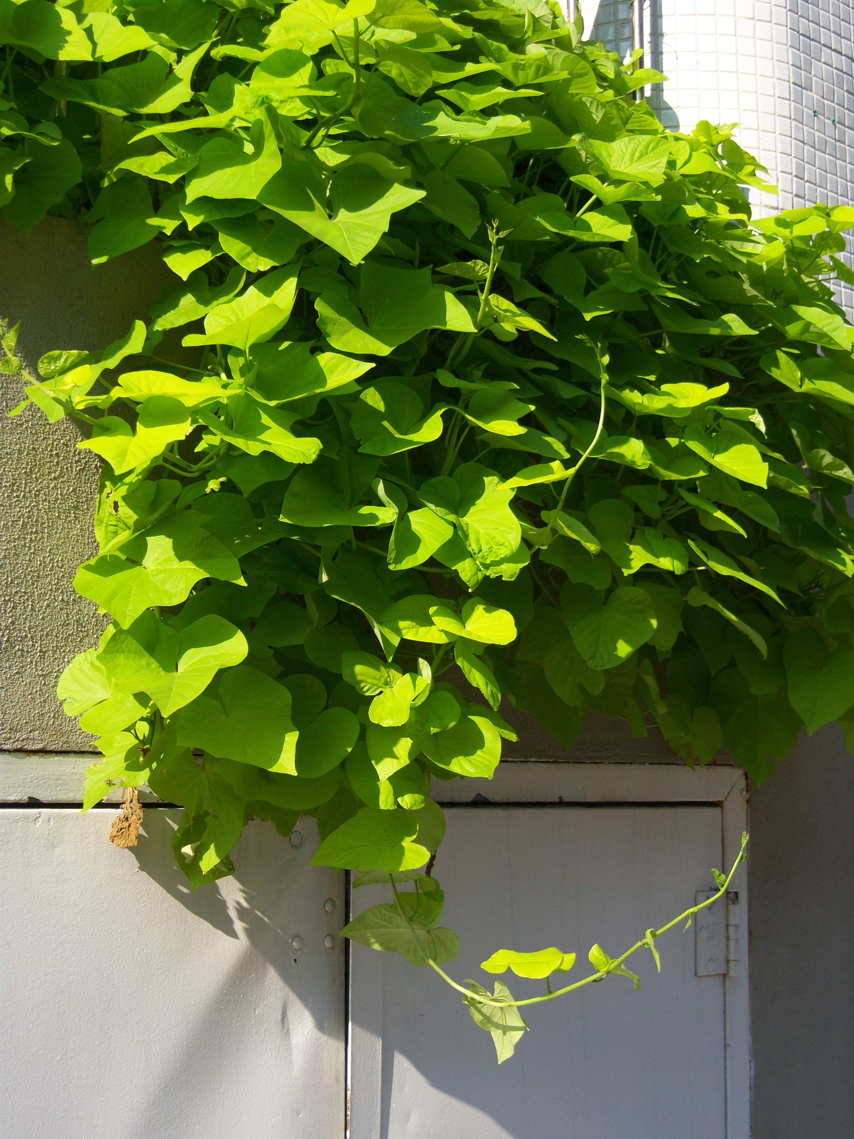 Sweet Potato Plant
 How to Grow Potato Vine Plant