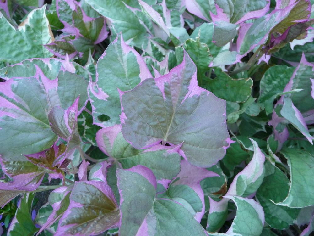 Sweet Potato Plant
 Sweet Potatoes Plant Care and Collection of Varieties