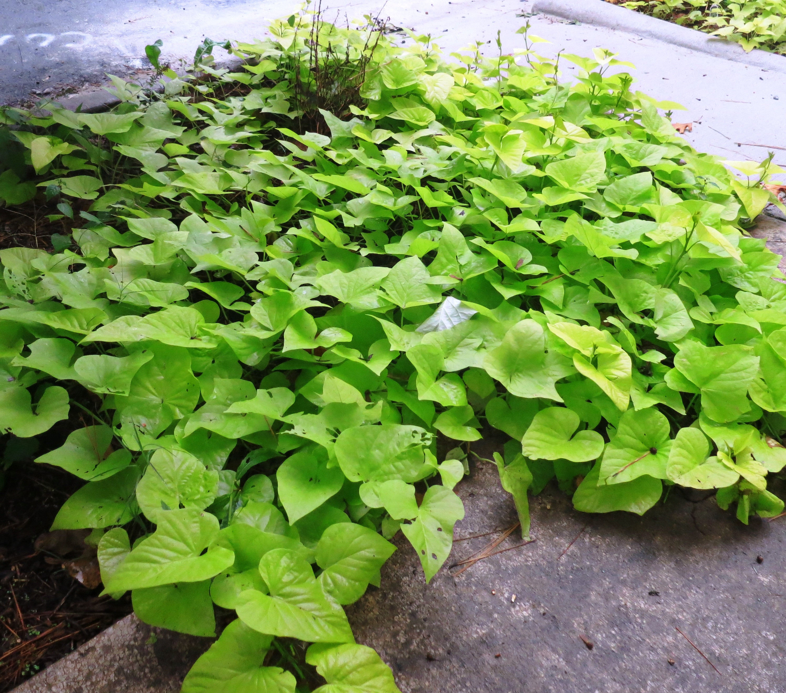 Sweet Potato Plant
 A rainy Sunday and mystery plants for the week