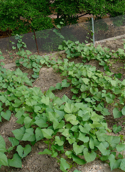 Sweet Potato Plant
 Growing Sweet Potatoes Bonnie Plants