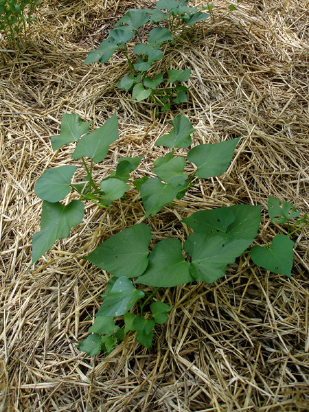 Sweet Potato Plant
 Growing Sweet Potatoes Bonnie Plants