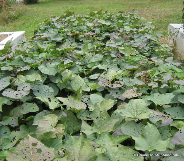 Sweet Potato Plant
 Growing Sweet Potatoes in Small Gardens Abundant Mini