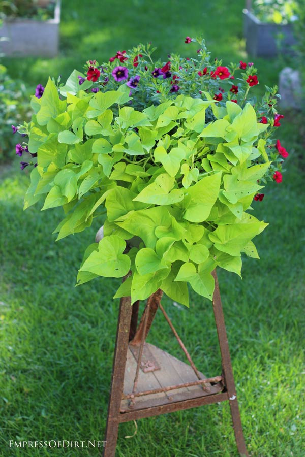 Sweet Potato Plant
 How to Grow Sweet Potato Vine from Cuttings