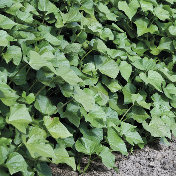 Sweet Potato Plant
 Sweet Potato and Grow Bag Collection from Mr Fothergill s