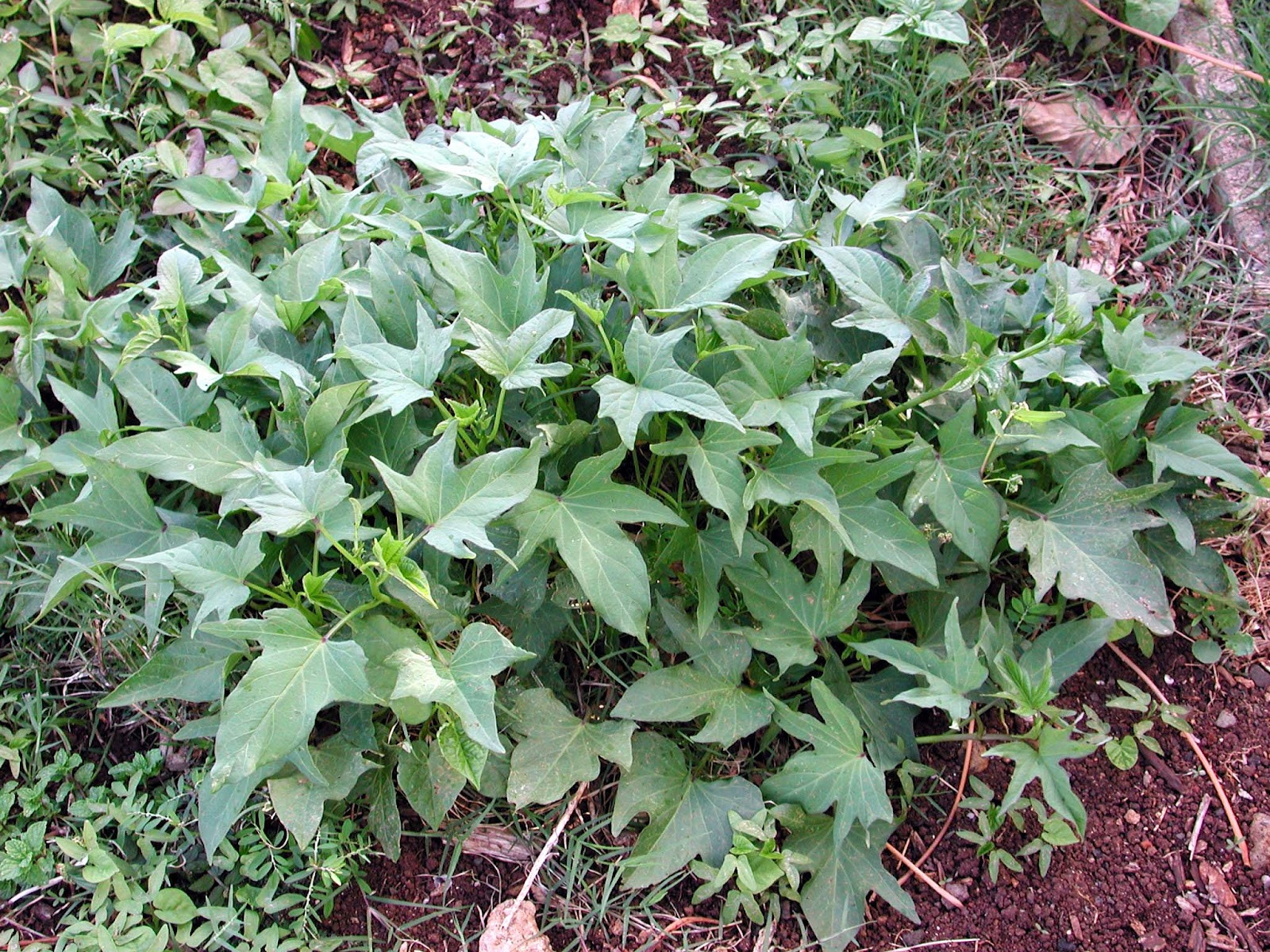 Sweet Potato Plant
 Grow Your Own Sweet Potatoes