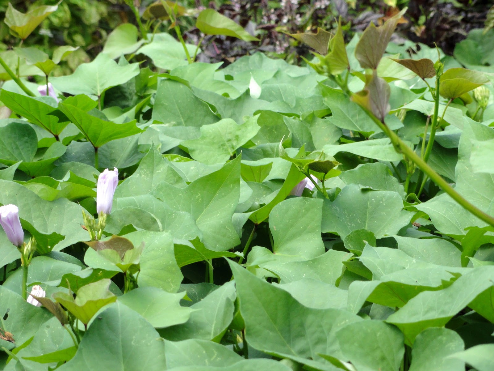 Sweet Potato Plant
 Plant to Plate Sweet Potato Season