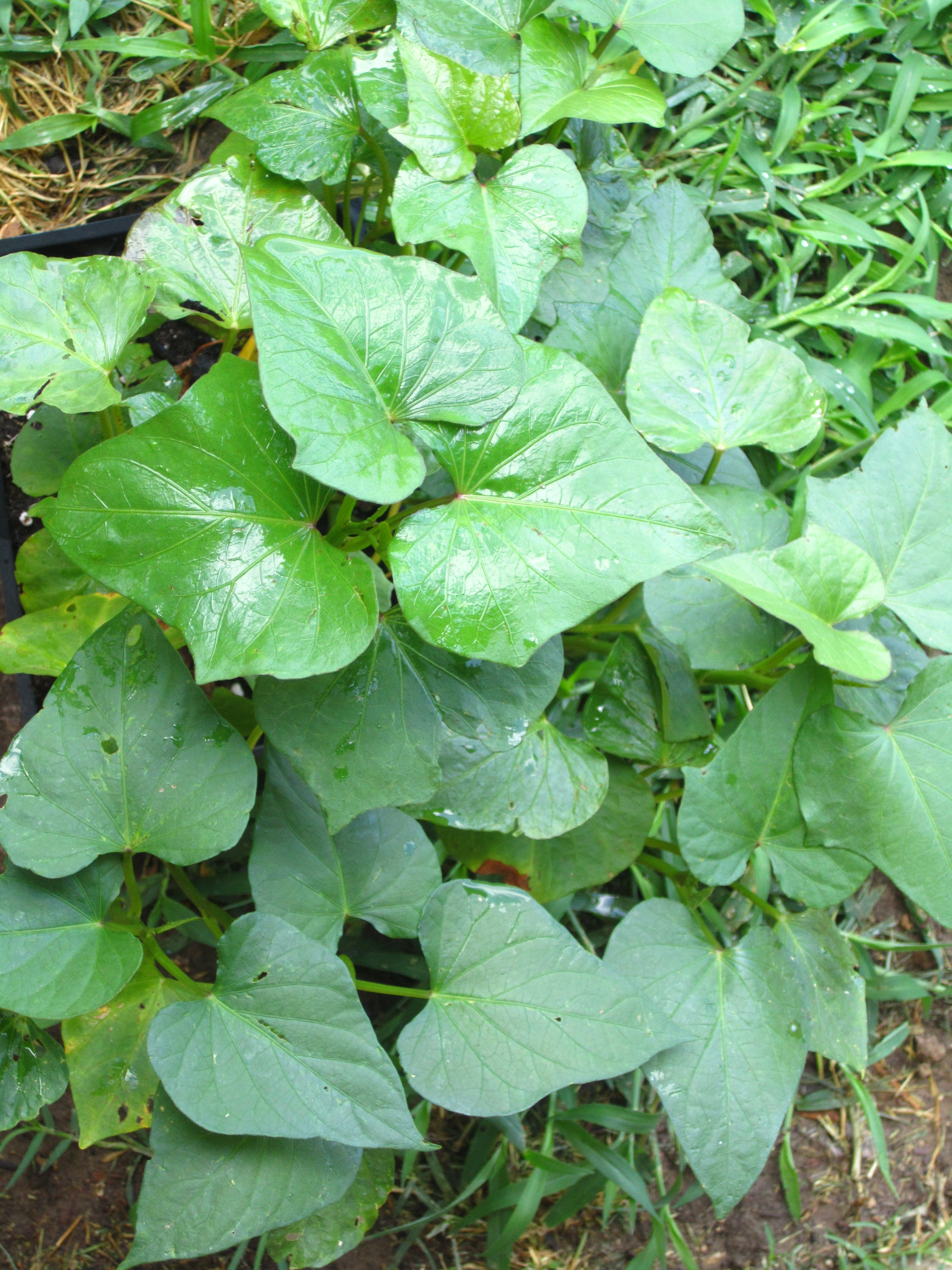 Sweet Potato Plant
 Sweet Potatoes How To Plant Sweet Potatoes From A Sweet