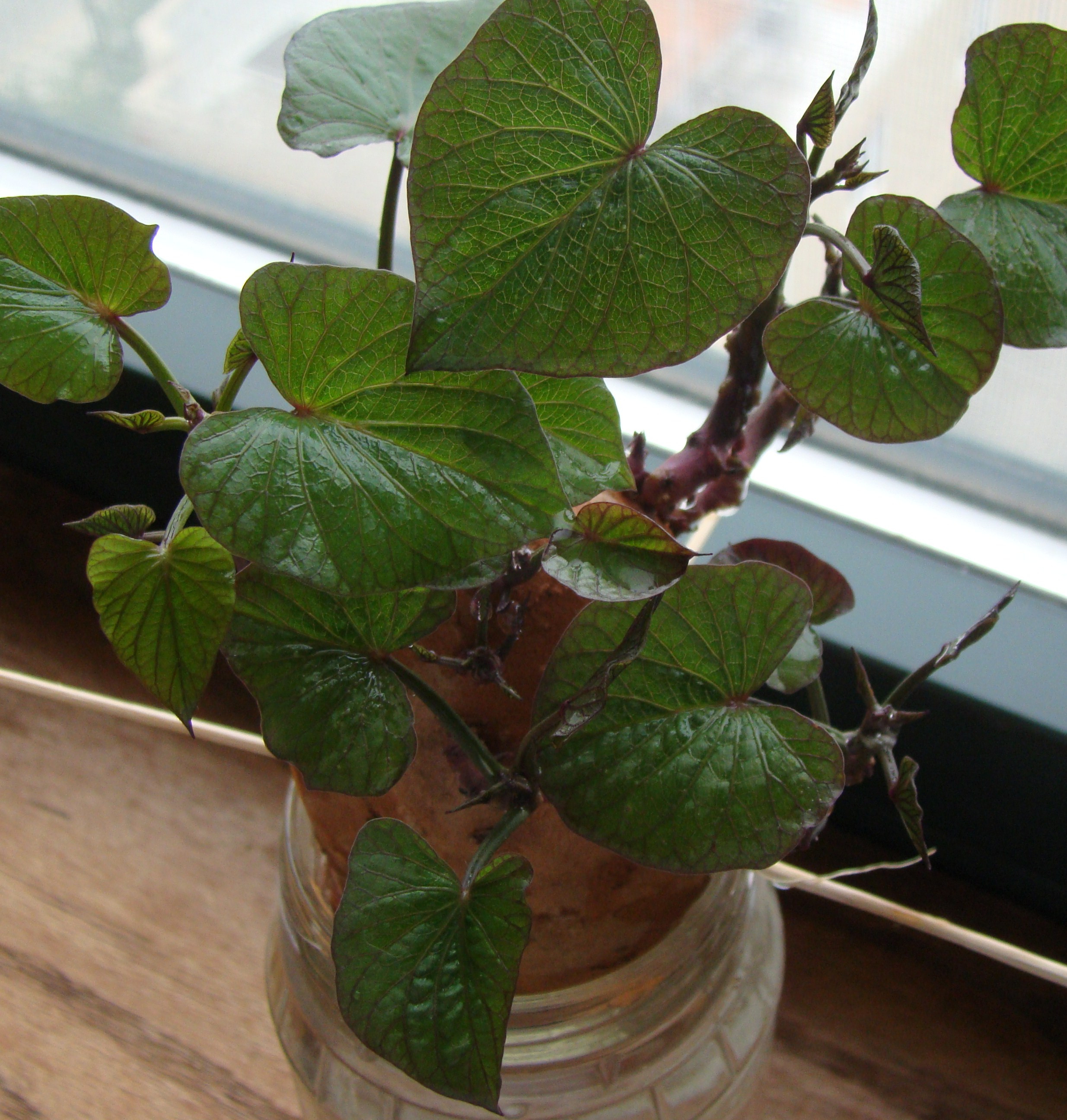 Sweet Potato Plant
 ornamental plants