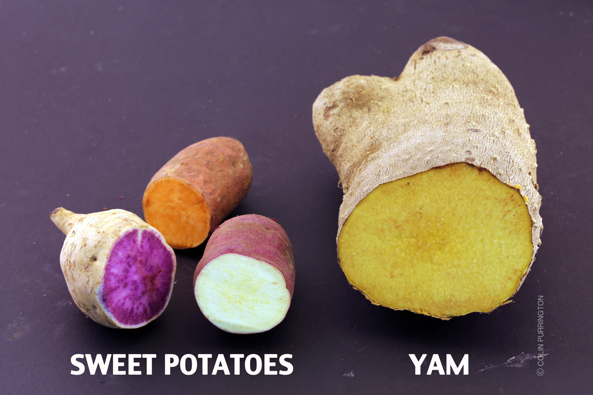 Sweet Potato Vs Yam
 Yams versus sweet potatoes Colin Purrington