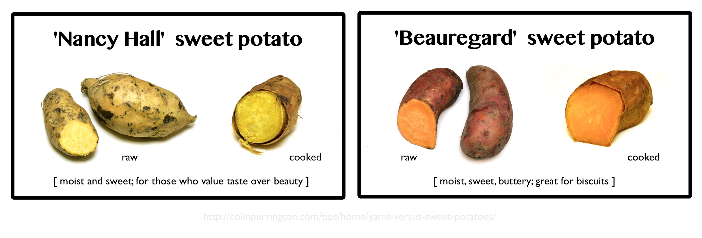 Sweet Potato Vs Yam
 Yams versus sweet potatoes Colin Purrington
