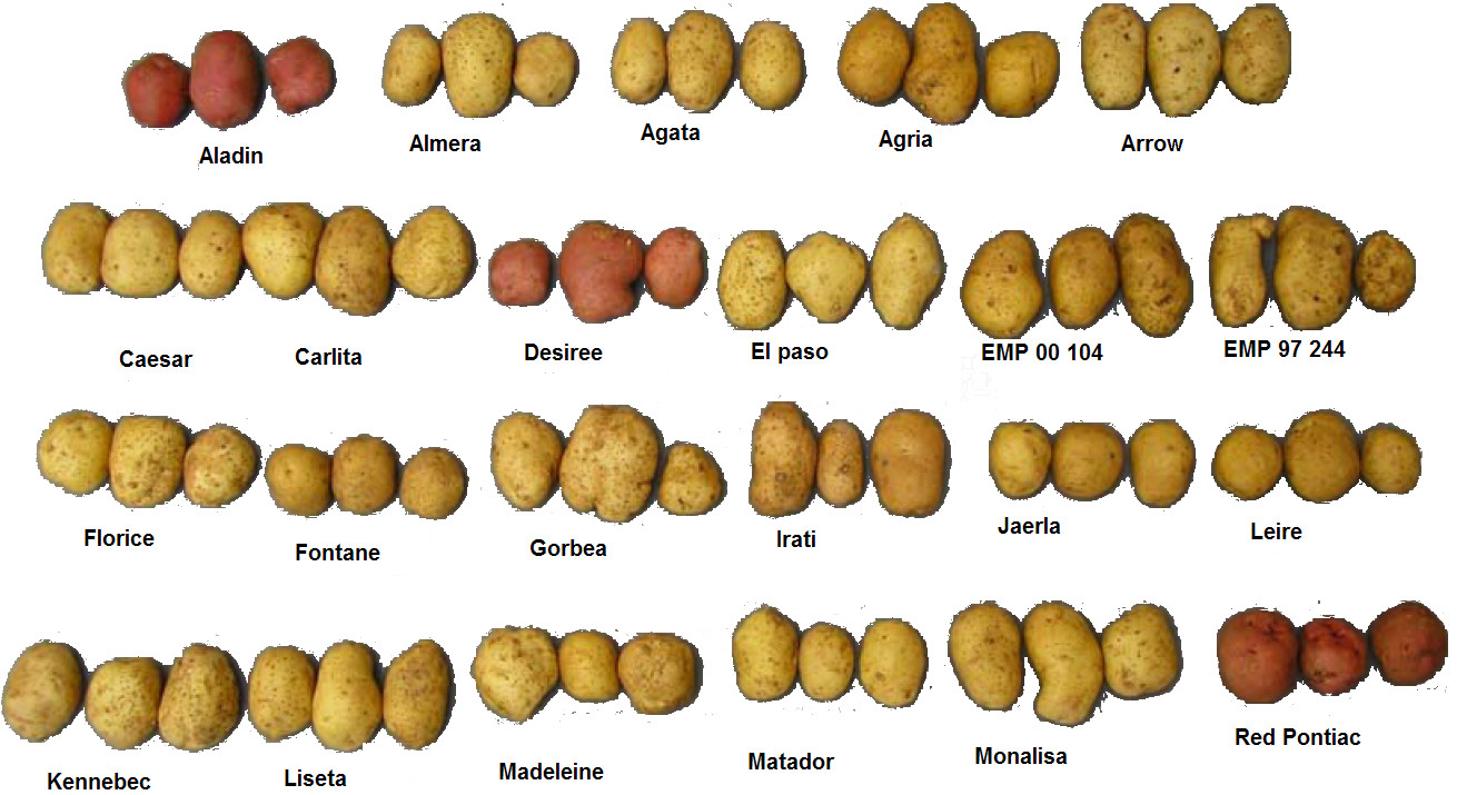 Types Of Potato
 Fontane Kartoffel Wikiwand