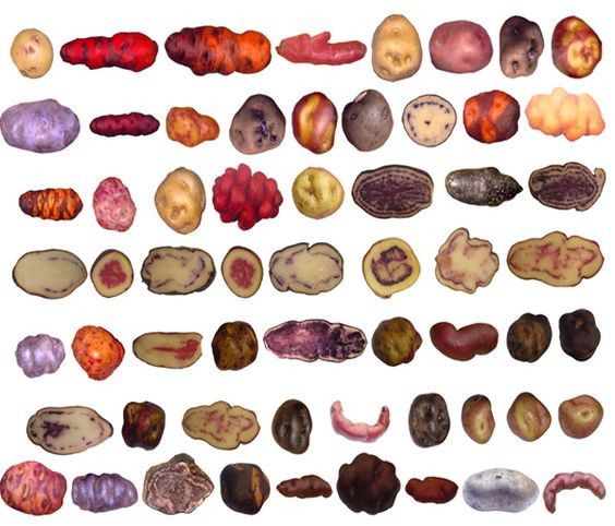 Types Of Potato
 Potato Varieties America s Test Kitchen