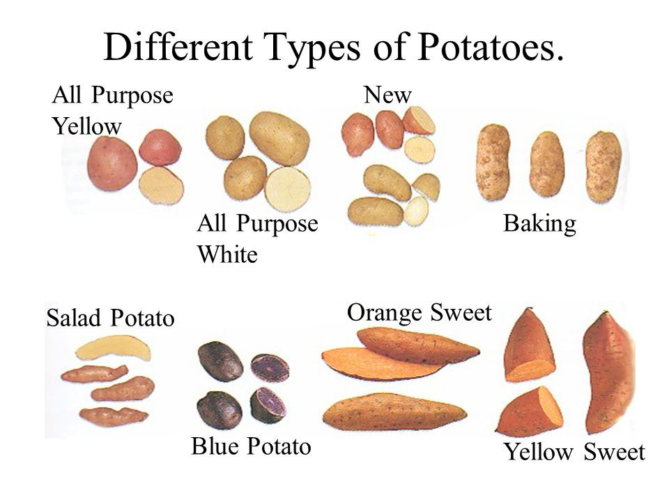 Types Of Potato
 Basic Ve ables dishes ppt video online