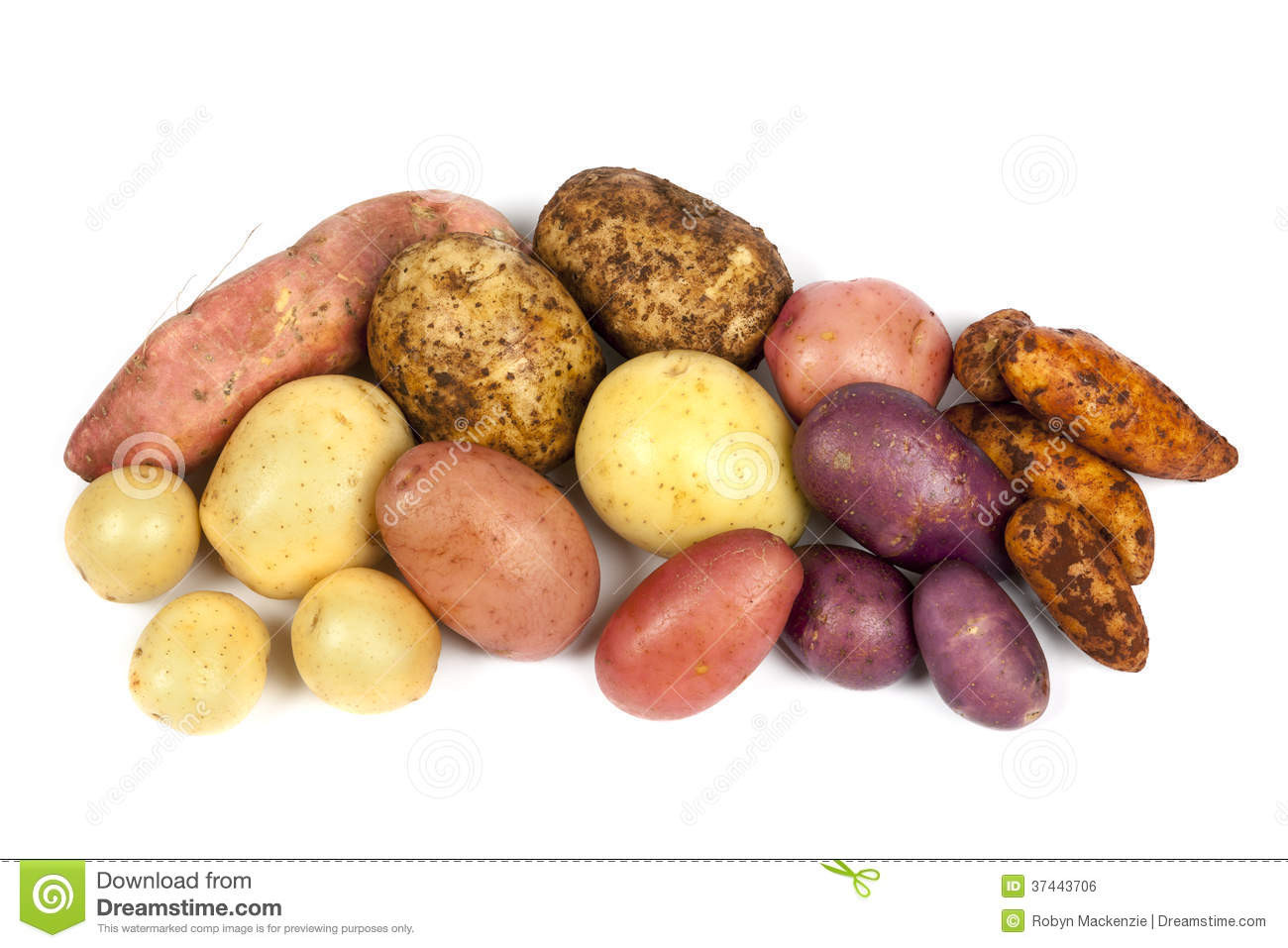 Types Of Potato
 Potato Varieties Isolated White Stock Image