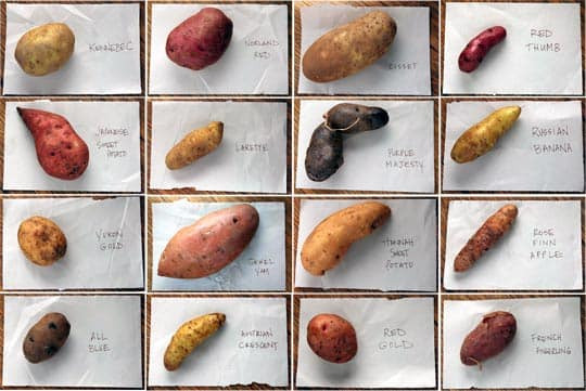 Types Of Potato
 Sixteen Kinds of Potatoes