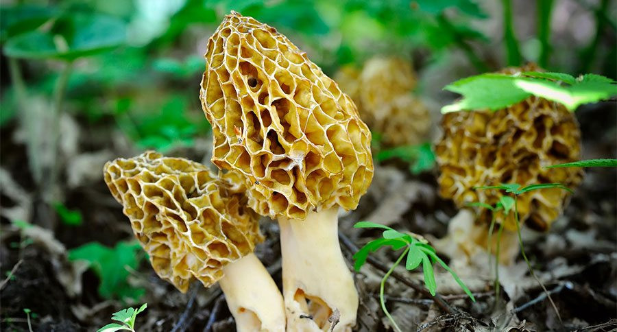 What Are Morel Mushrooms
 Top 10 Tips for Finding Morel Mushrooms