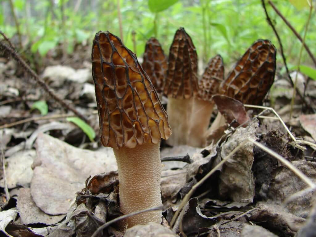 What Are Morel Mushrooms
 Hunting Morels in Montana