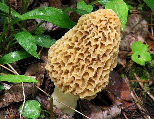 What Are Morel Mushrooms
 Weather s not cooperating this morel mushroom season