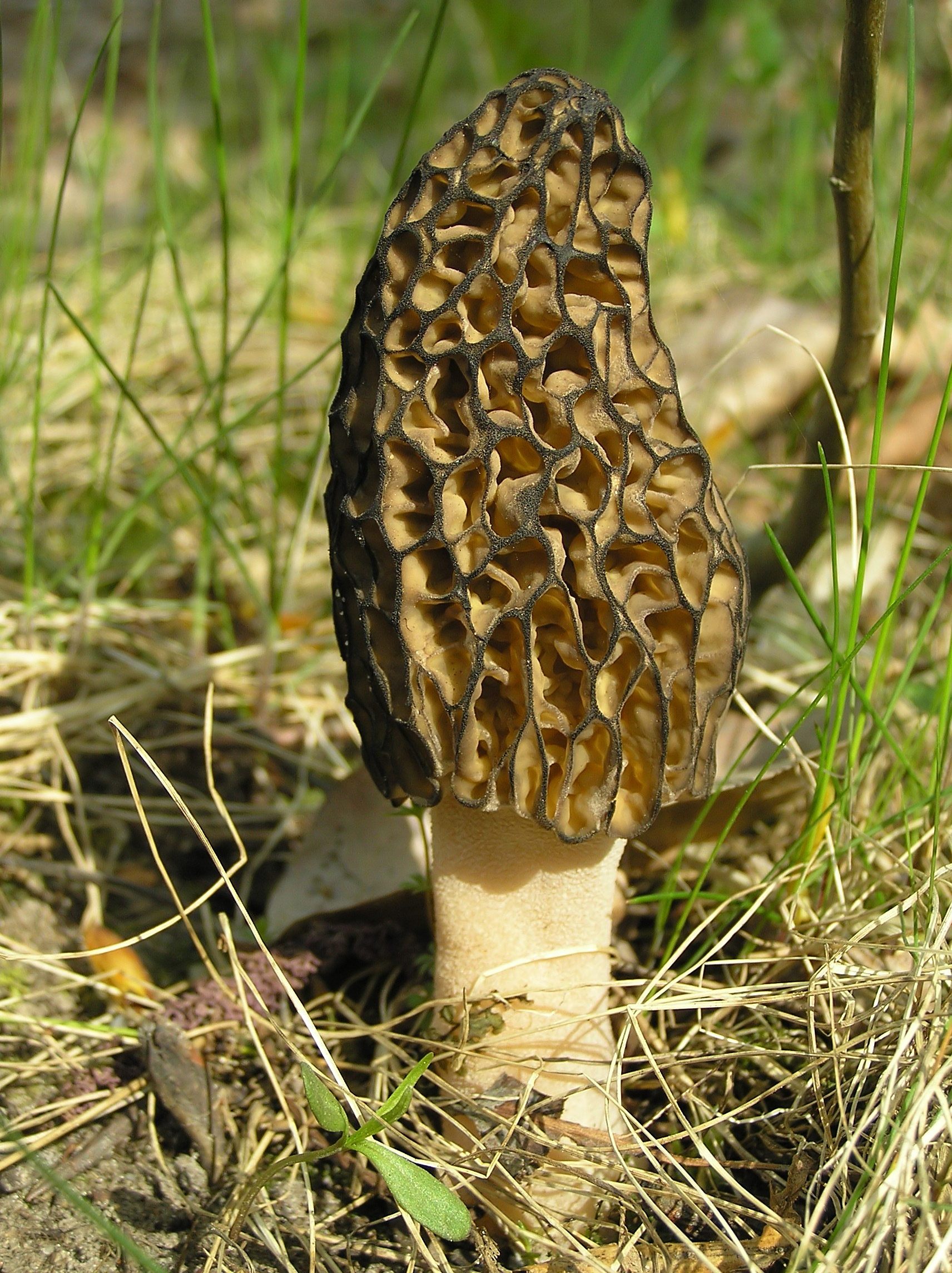 What Are Morel Mushrooms
 Morchella