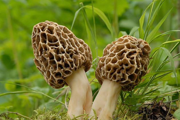 What Are Morel Mushrooms
 6 Spots to Hunt for Morel Mushrooms in West Michigan