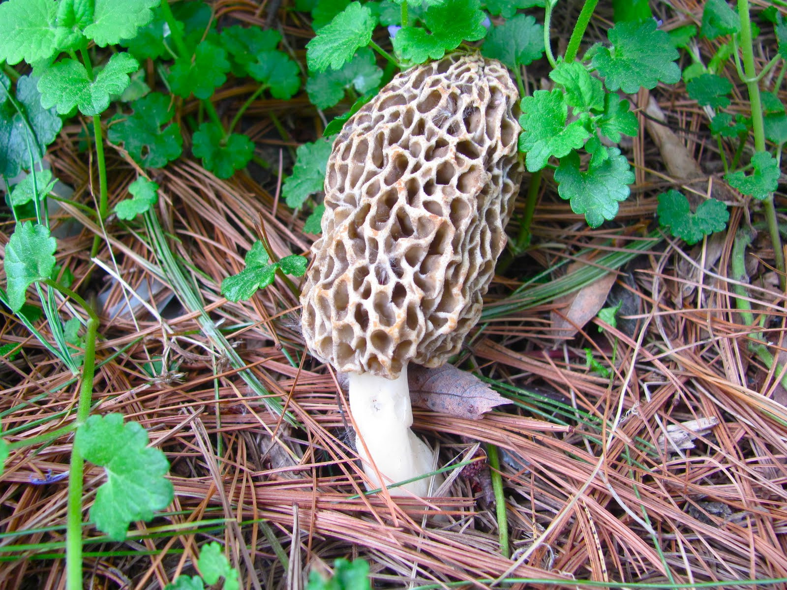What Are Morel Mushrooms
 A Slice of Earthly Delight Backyard Morel Mushrooms