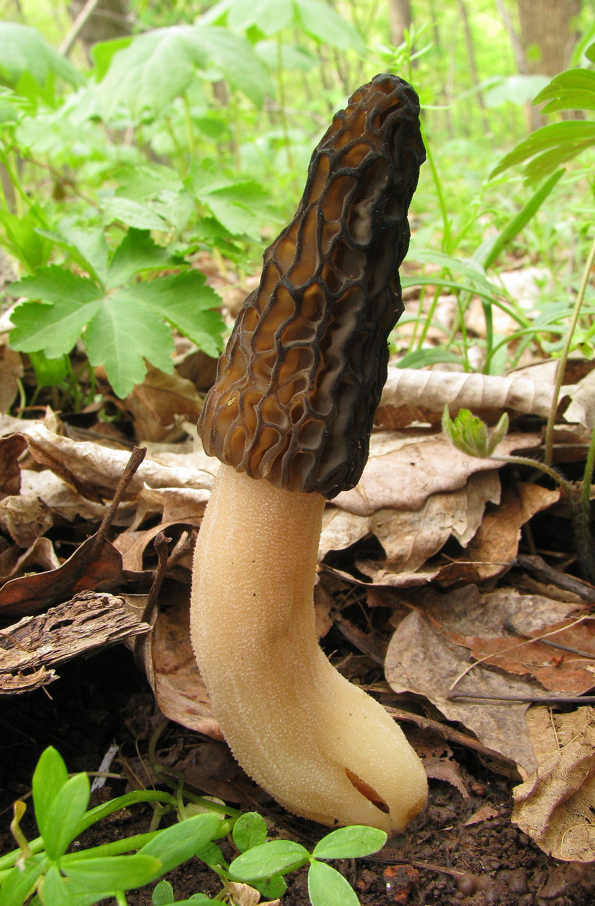 What Are Morel Mushrooms
 Morchella angusticeps