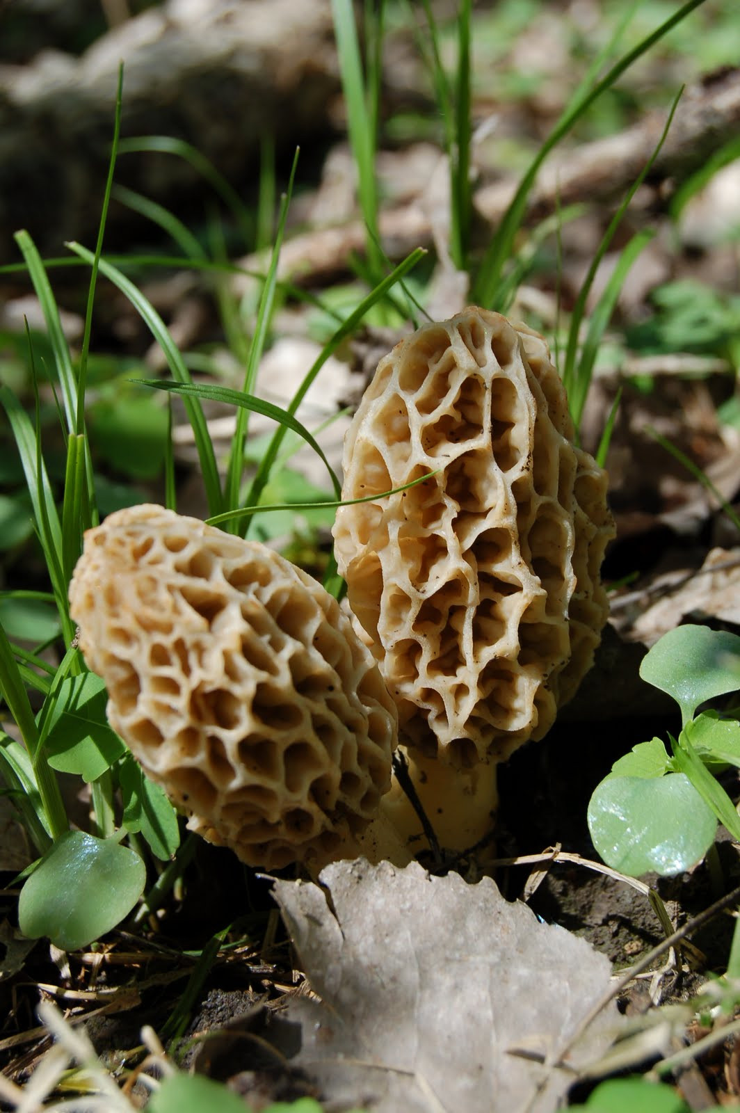 What Are Morel Mushrooms
 Mid Missouri Morels and Mushrooms Success A Perfect Day