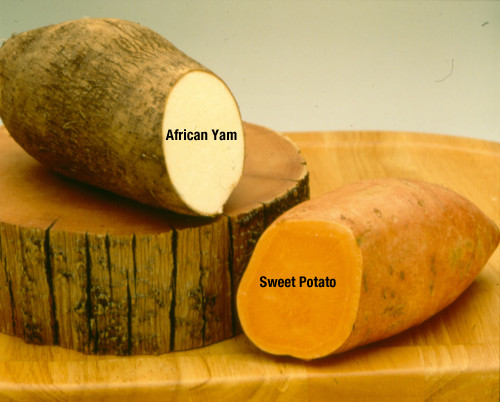 What Is The Difference Between A Sweet Potato And A Yam
 sanödox Stu s Show that Nigeria Has The Highest
