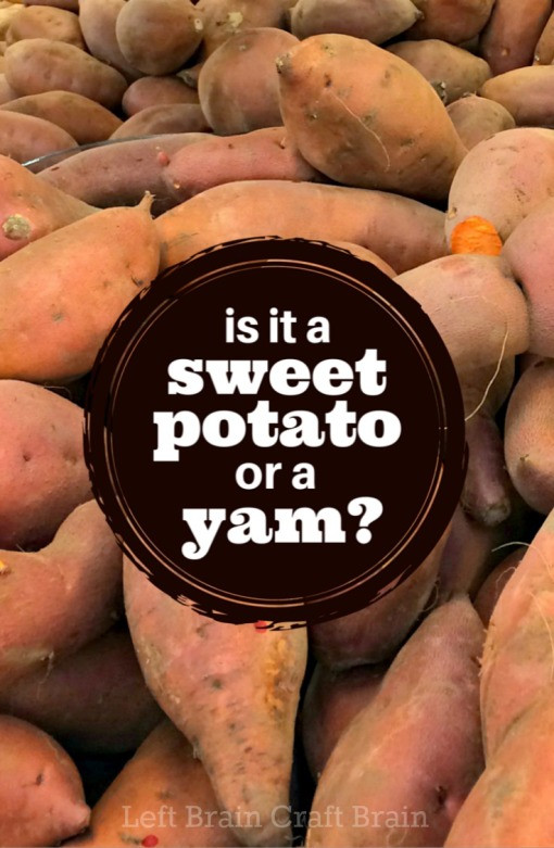 What Is The Difference Between A Yam And A Sweet Potato
 What s the Difference Between Sweet Potatoes and Yams