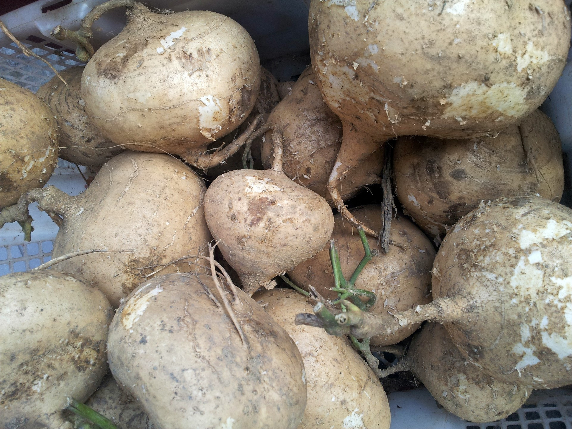 White Sweet Potato
 White Sweet Potato In The Basket Free Stock Public