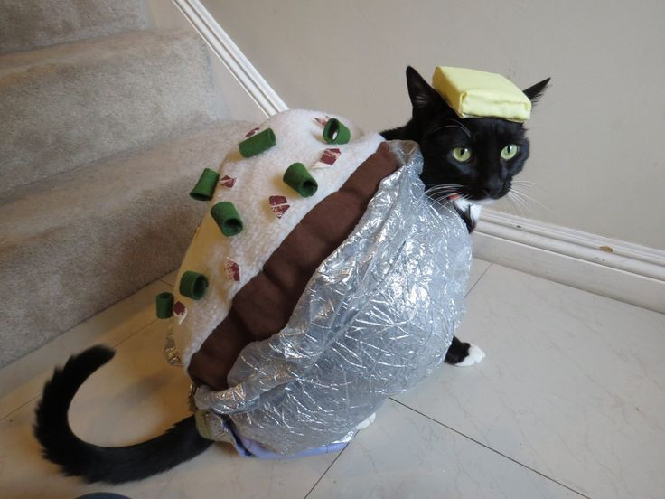 Baked Potato Cat
 Best 25 Cat halloween costumes ideas on Pinterest