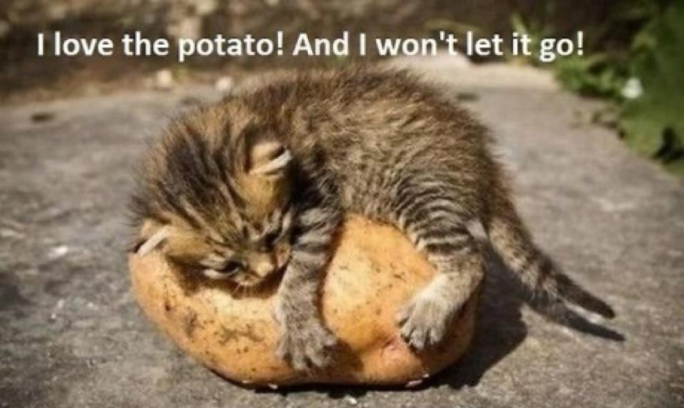 Baked Potato Cat
 I love the potato