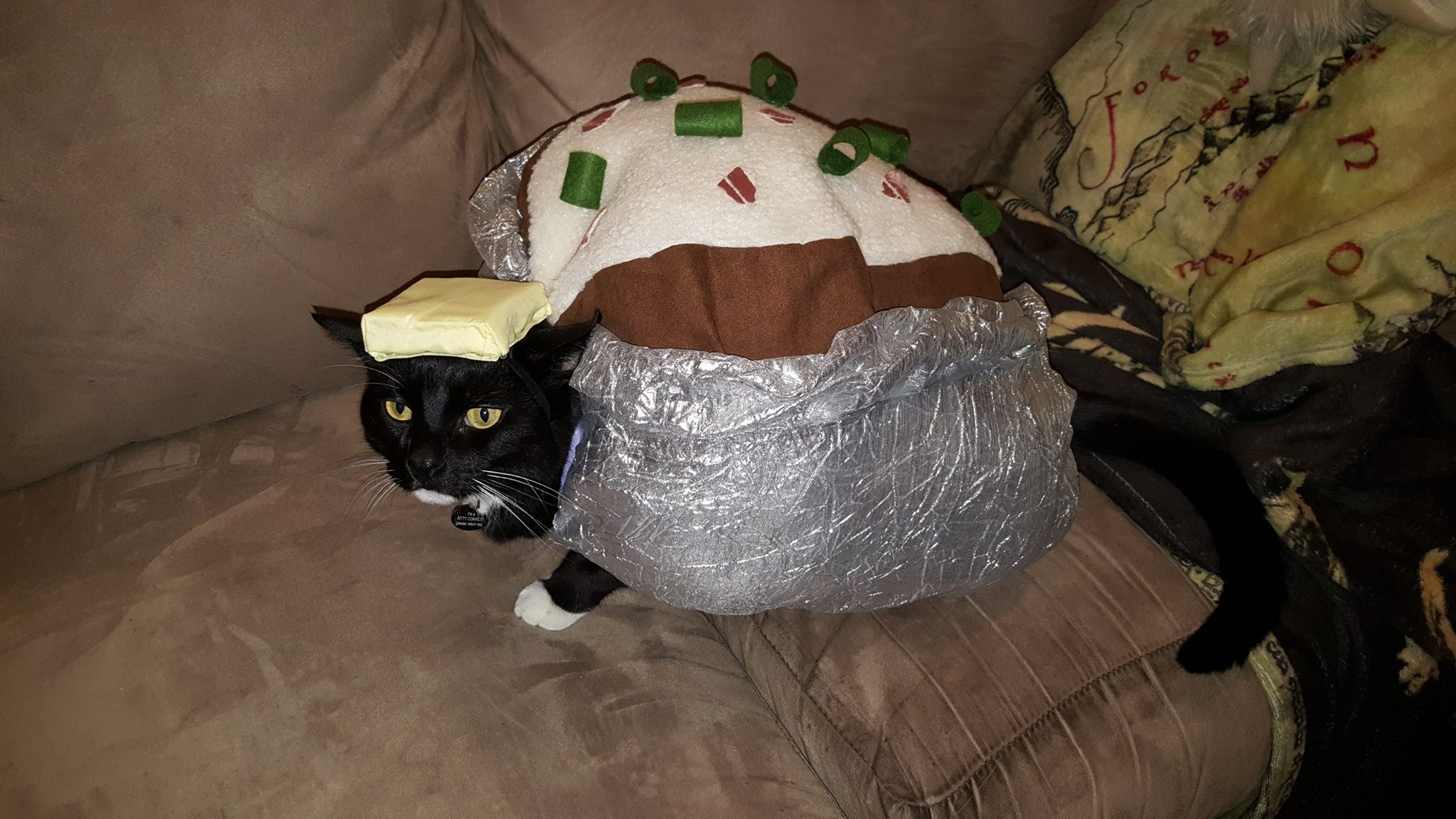 Baked Potato Cat
 Bärenjude fährt zur Arbeit Lustige Bilder Videos und Witze