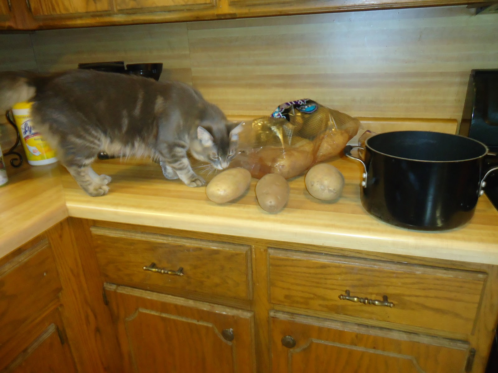 Baked Potato Cat
 Cooking With The Demon Cat Crock Pot Baked Potatoes Easy