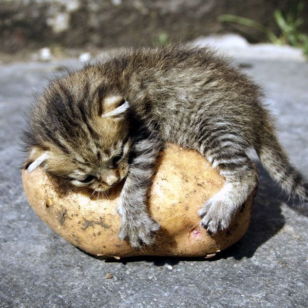 Baked Potato Cat
 Can Cats Eat Potatoes How About Sweet Potatoes Catster