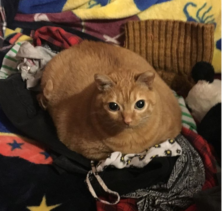 Baked Potato Cat
 A u chloewartooth Reddit