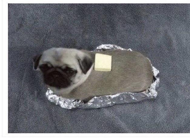 Baked Potato Cat
 Wow my potato keeps barking any tips rarepuppers