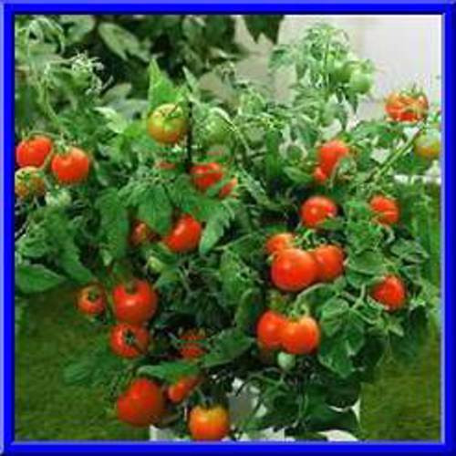 Beefsteak Tomato Plant
 Bush Beefsteak Tomato Seeds LOADS OF FRUIT ON PACT