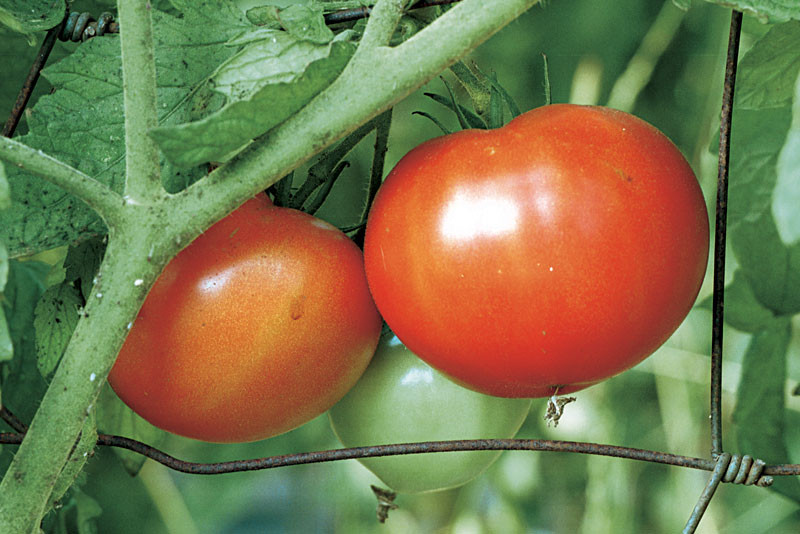 Beefsteak Tomato Plant
 Beefsteak Red Tomato Heirloom Seeds Pack of 10