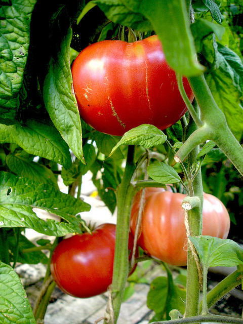 Beefsteak Tomato Plant
 Beefsteak tomatoes