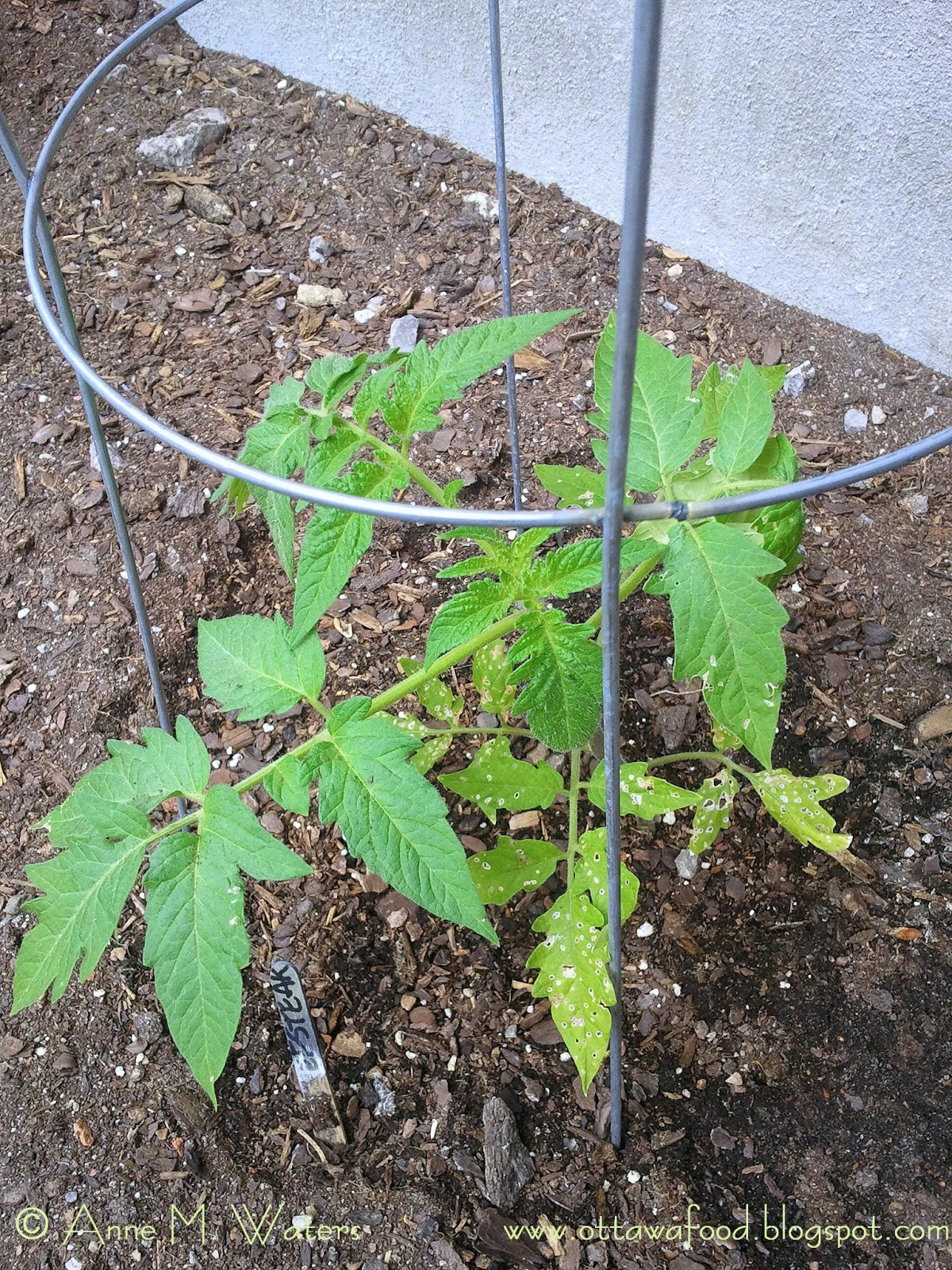 Beefsteak Tomato Plant
 If Music be the Food of Love Play Urban Tomato
