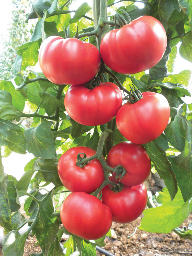 Beefsteak Tomato Plant
 Tomato Beefsteak Tomato Tanager