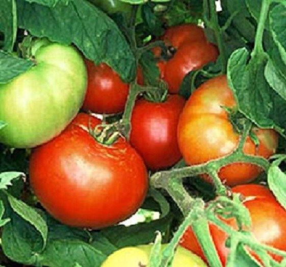 Beefsteak Tomato Plant
 Ve able Seeds 50 Bush Beefsteak Tomato Seeds