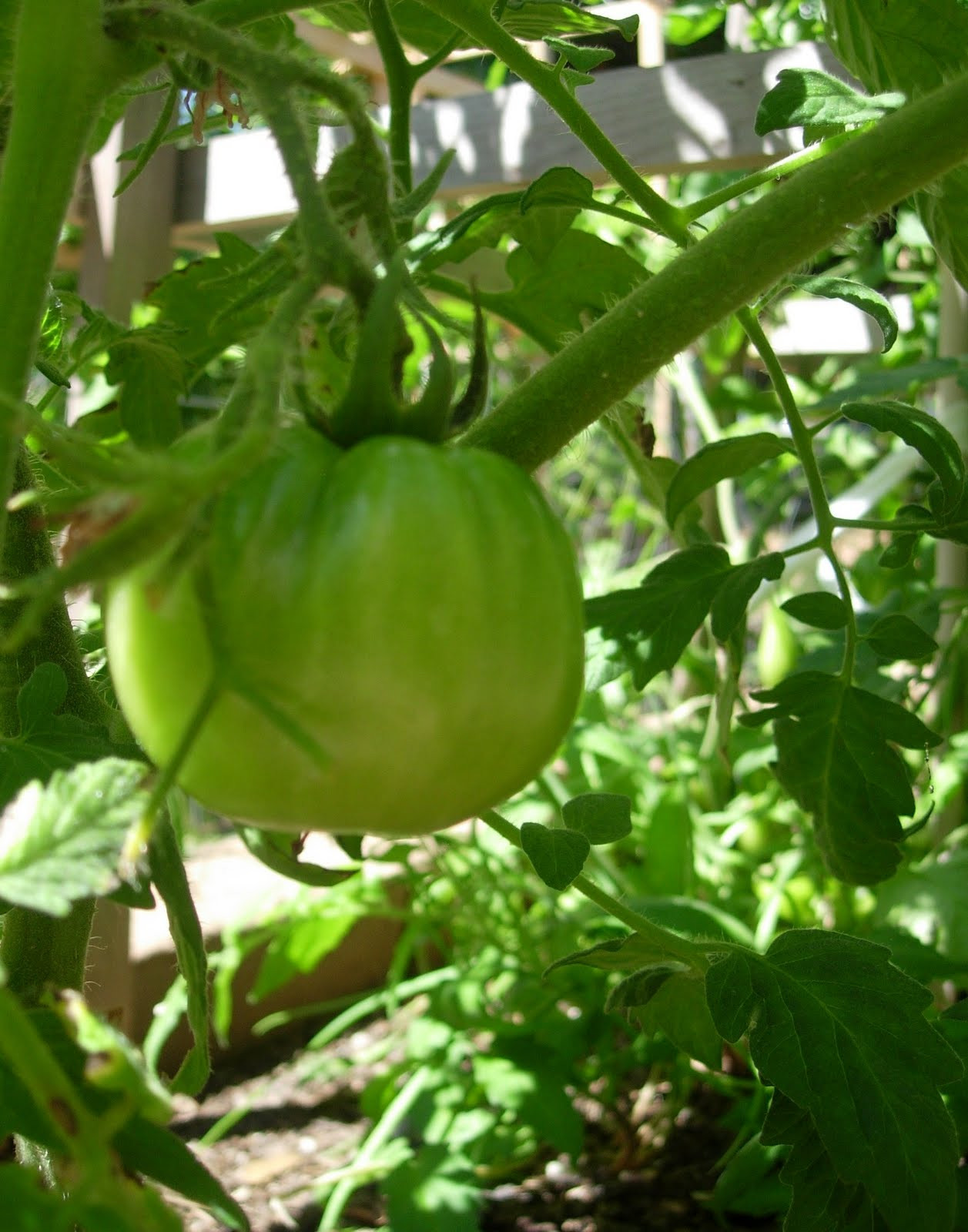 Beefsteak Tomato Plant
 Thyme In A Bottle 2011 Tomato Update Lots of s